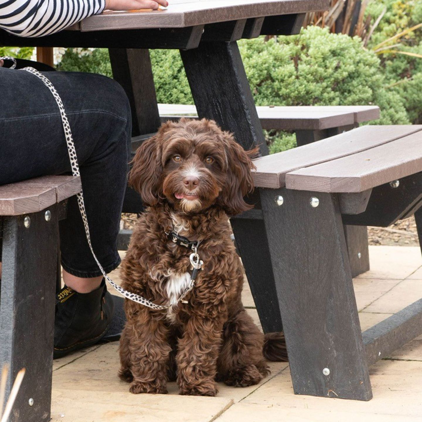 Your local dog friendly pub in Cwmbran